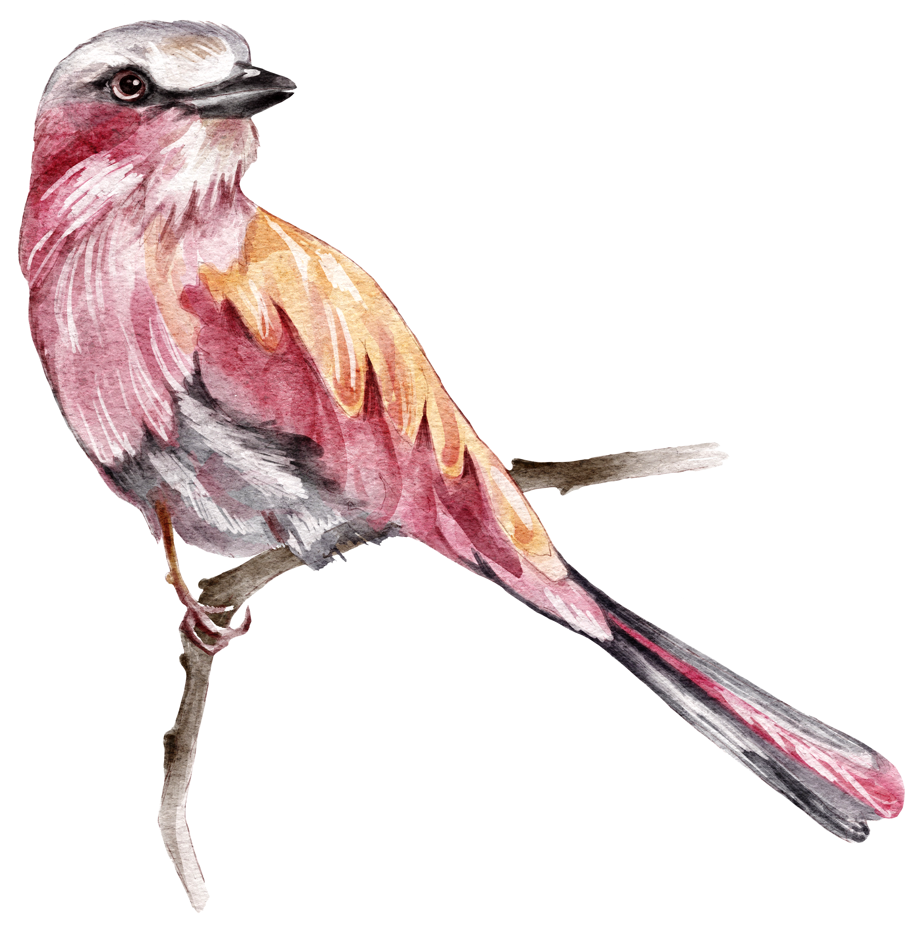 SM_bird7 copy